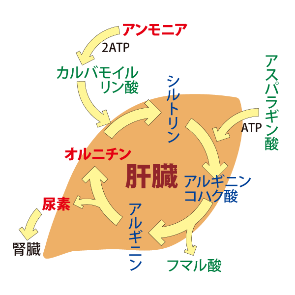 オルニチンサイクル（尿素回路）