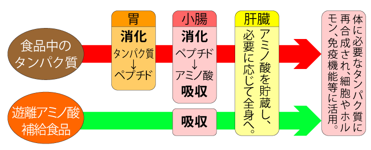 遊離アミノ酸での栄養補給〜健康ライフ