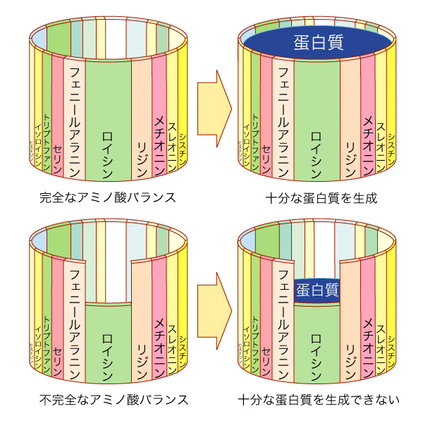 タンパク質をつくるにはアミノ酸のバランスと量が重要〜健康ライフ